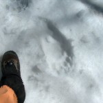 Opazili smo tudi stopinjo medveda.